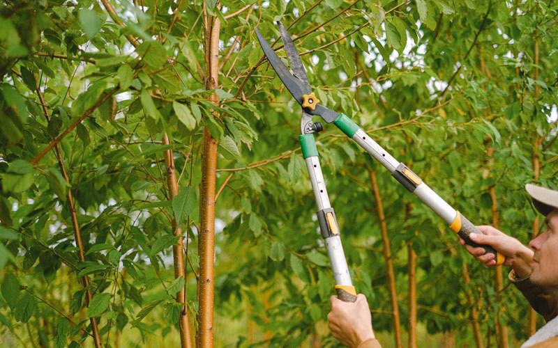 Tree trimming in Vredenburgh, AL